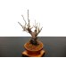 Photo6: Prunus mume (Japanese Flowering Apricot) / Ume "Shinonome" / Middle size Bonsai