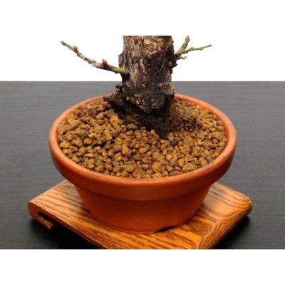 Photo7: Prunus mume (Japanese Flowering Apricot) / Ume "Shinonome" / Middle size Bonsai