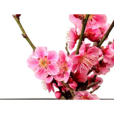 Photo4: Prunus mume (Japanese Flowering Apricot) / Ume "Shinonome" / Middle size Bonsai