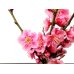 Photo4: Prunus mume (Japanese Flowering Apricot) / Ume "Shinonome" / Middle size Bonsai