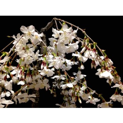 Photo4: Prunus incisa "Fujizakura" (Cherry Tree) / Sakura / Middle size Bonsai 