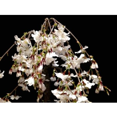 Photo5: Prunus incisa "Fujizakura" (Cherry Tree) / Sakura / Middle size Bonsai 