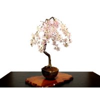 Prunus incisa "Fujizakura" (Cherry Tree) / Sakura / Middle size Bonsai 