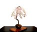 Photo1: Prunus incisa "Fujizakura" (Cherry Tree) / Sakura / Middle size Bonsai  (1)