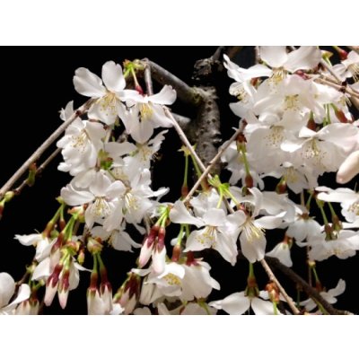 Photo3: Prunus incisa "Fujizakura" (Cherry Tree) / Sakura / Middle size Bonsai 