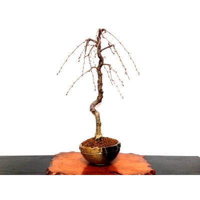 Photo6: Prunus incisa "Fujizakura" (Cherry Tree) / Sakura / Middle size Bonsai 