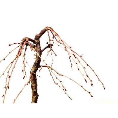 Photo7: Prunus incisa "Fujizakura" (Cherry Tree) / Sakura / Middle size Bonsai 