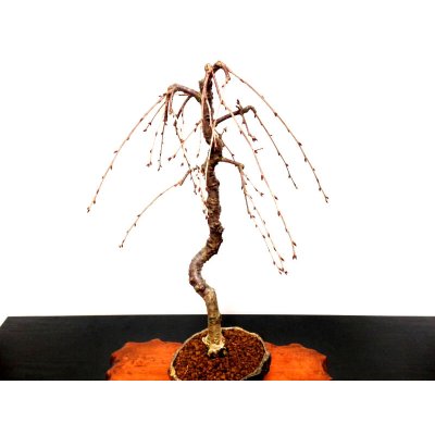 Photo10: Prunus incisa "Fujizakura" (Cherry Tree) / Sakura / Middle size Bonsai 