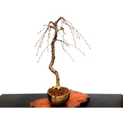 Photo8: Prunus incisa "Fujizakura" (Cherry Tree) / Sakura / Middle size Bonsai 