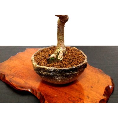 Photo9: Prunus incisa "Fujizakura" (Cherry Tree) / Sakura / Middle size Bonsai 