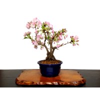 Prunus lannesiana "Asahiyama" (Cherry Tree) / Sakura / Middle size Bonsai