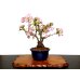 Photo1: Prunus lannesiana "Asahiyama" (Cherry Tree) / Sakura / Middle size Bonsai (1)