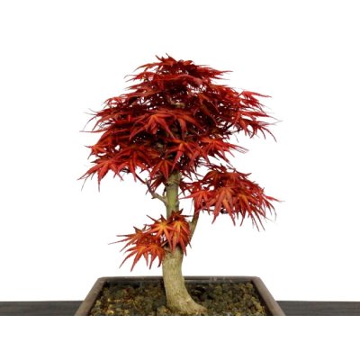 Photo5: Acer palmatum (Japanese Maple) / Seigen Momiji / Middle size Bonsai