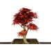 Photo5: Acer palmatum (Japanese Maple) / Seigen Momiji / Middle size Bonsai