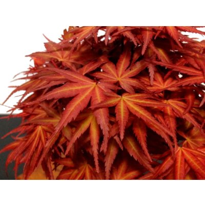 Photo4: Acer palmatum (Japanese Maple) / Seigen Momiji / Middle size Bonsai