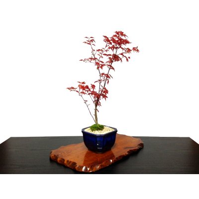 Photo5: Acer palmatum (Japanese Maple) / Deshojo Momiji / Middle size Bonsai 