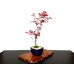 Photo5: Acer palmatum (Japanese Maple) / Deshojo Momiji / Middle size Bonsai 