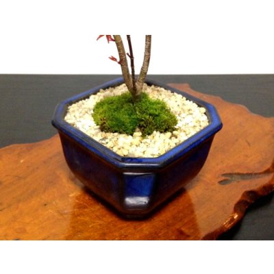 Photo6: Acer palmatum (Japanese Maple) / Deshojo Momiji / Middle size Bonsai 