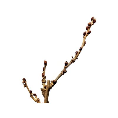 Photo5: Wisteria floribunda (Japanese Wisteria) / Fuji / Middle size Bonsai 