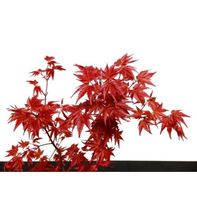 Photo2: Acer palmatum (Japanese Maple) / Deshojo Momiji / Middle size Bonsai 