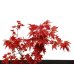 Photo2: Acer palmatum (Japanese Maple) / Deshojo Momiji / Middle size Bonsai  (2)