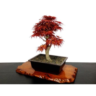 Photo6: Acer palmatum (Japanese Maple) / Seigen Momiji / Middle size Bonsai