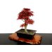 Photo6: Acer palmatum (Japanese Maple) / Seigen Momiji / Middle size Bonsai