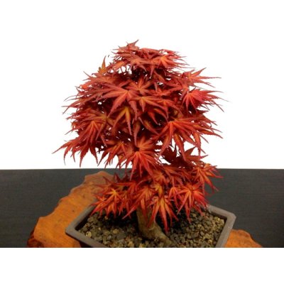 Photo2: Acer palmatum (Japanese Maple) / Seigen Momiji / Middle size Bonsai