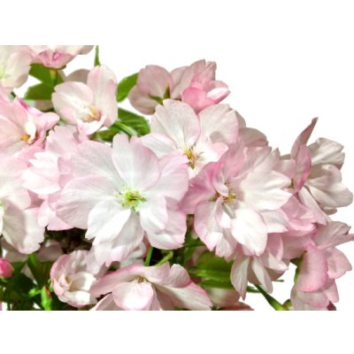 Photo5: Prunus lannesiana "Asahiyama" (Cherry Tree) / Sakura / Middle size Bonsai 