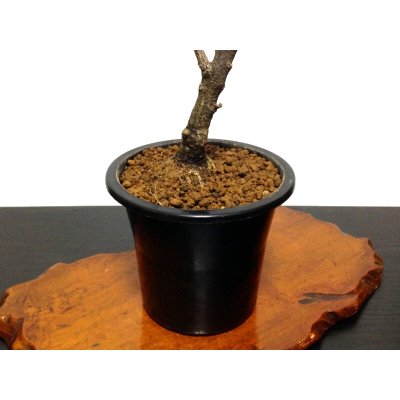 Photo7: Wisteria floribunda (Japanese Wisteria) / Fuji / Middle size Bonsai 