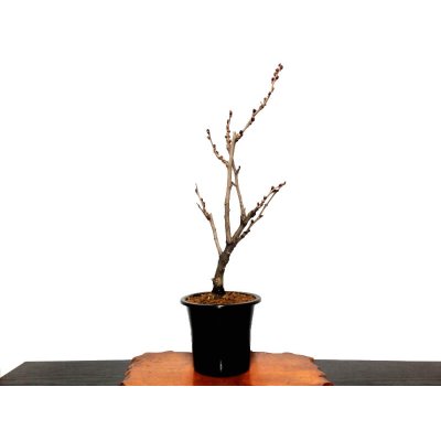 Photo4: Wisteria floribunda (Japanese Wisteria) / Fuji / Middle size Bonsai 