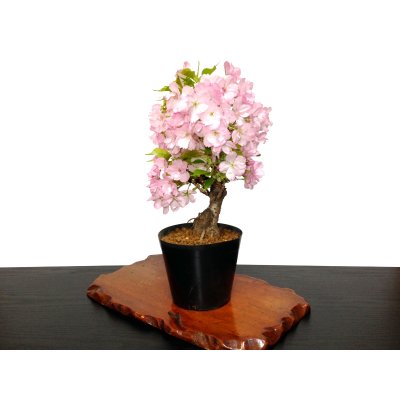 Photo8: Prunus lannesiana "Asahiyama" (Cherry Tree) / Sakura / Middle size Bonsai 