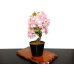 Photo8: Prunus lannesiana "Asahiyama" (Cherry Tree) / Sakura / Middle size Bonsai 