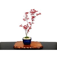 Acer palmatum (Japanese Maple) / Deshojo Momiji / Middle size Bonsai 