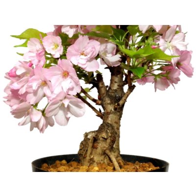 Photo6: Prunus lannesiana "Asahiyama" (Cherry Tree) / Sakura / Middle size Bonsai 