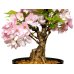 Photo6: Prunus lannesiana "Asahiyama" (Cherry Tree) / Sakura / Middle size Bonsai 