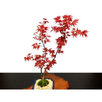 Photo4: Acer palmatum (Japanese Maple) / Deshojo Momiji / Middle size Bonsai 