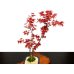 Photo4: Acer palmatum (Japanese Maple) / Deshojo Momiji / Middle size Bonsai 