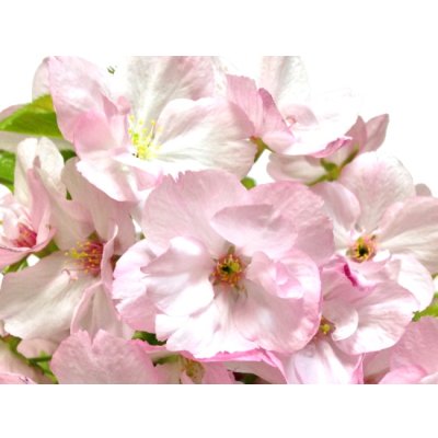 Photo4: Prunus lannesiana "Asahiyama" (Cherry Tree) / Sakura / Middle size Bonsai 