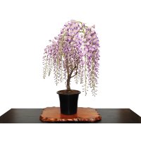 Wisteria floribunda (Japanese Wisteria) / Fuji / Middle size Bonsai 