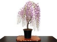 Wisteria floribunda (Japanese Wisteria) / Fuji / Middle size Bonsai 