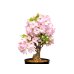 Photo3: Prunus lannesiana "Asahiyama" (Cherry Tree) / Sakura / Middle size Bonsai 