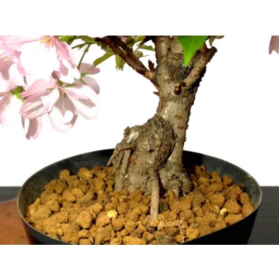 Photo7: Prunus lannesiana "Asahiyama" (Cherry Tree) / Sakura / Middle size Bonsai 