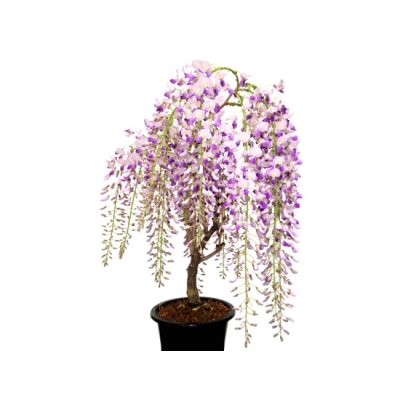 Photo3: Wisteria floribunda (Japanese Wisteria) / Fuji / Middle size Bonsai 