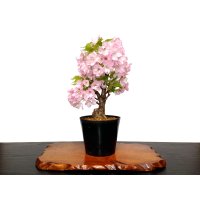 Prunus lannesiana "Asahiyama" (Cherry Tree) / Sakura / Middle size Bonsai 