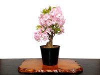 Prunus lannesiana "Asahiyama" (Cherry Tree) / Sakura / Middle size Bonsai 