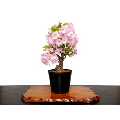 Photo1: Prunus lannesiana "Asahiyama" (Cherry Tree) / Sakura / Middle size Bonsai 