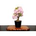 Photo1: Prunus lannesiana "Asahiyama" (Cherry Tree) / Sakura / Middle size Bonsai  (1)