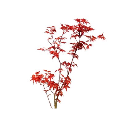 Photo3: Acer palmatum (Japanese Maple) / Deshojo Momiji / Middle size Bonsai 