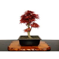 Acer palmatum (Japanese Maple) / Seigen Momiji / Middle size Bonsai